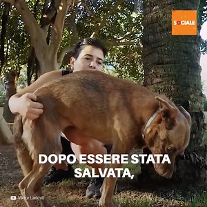300K views · 8.9K reactions | I soccorritori sapevano che questa cagnetta non sarebbe mai stata adottata. Soffre di disturbo ossessivo compulsivo e necessita di attenzioni speciali ma lei è comunque molto felice insieme ai volontari! | Sociale | Facebook