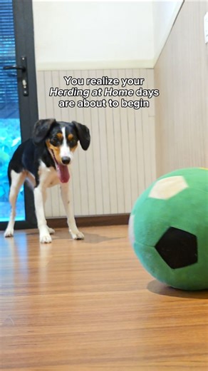 Don’t let rain, snow, or long workdays stop you from giving your herding dog what they need most - a job. I know how it feels when they’re staring out the window, waiting for something to happen. Their instinct doesn’t switch off just because the weather (or life) gets in the way. That’s why I started bringing the work indoors. Herding at Home™ was made for those days - short, structured sessions that give your dog the satisfaction of doing what they were born to do, even in the smallest spaces.