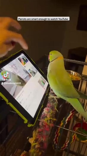 Parrots are smart enough to watch YouTube This particular bird can log into the app itself and scroll through the feed in search of other birds.