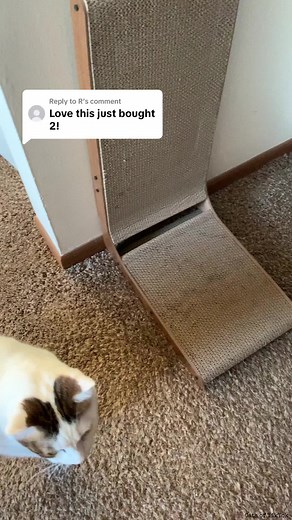 Replying to @R this is truly a great cat scratcher 😻 #cat #catscratcher #kitten #catsoftiktok #kittenscratchpost #fyp #pet #cute #petsoftiktok #tiktokshopholidaydeals Cat scratching post Cat scratch fever Cat screaming Cat scratch furniture Cat scratch Cat scratching couch Cat scratching door Cat scratched me Cat scratching carpet Cat scratcher diy Cat scratching people Cat scratching post diy Cat scratching pad Cat scratching post amazon Cat scratching post repair Cat scratching post for couch