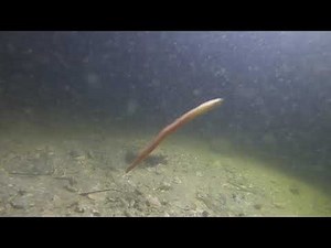 A Lancelet (Branchiostoma) swims with the fish and crabs at night