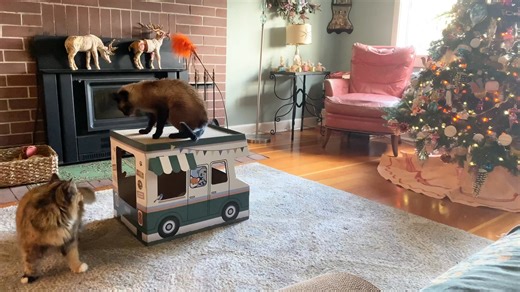 2.3K views · 176 reactions | These two could teach a master’s class in comedic timing. | The Itty Bitty Kitty Committee | Facebook