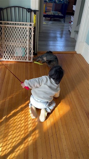 Mason using cat wand to play with Jaci