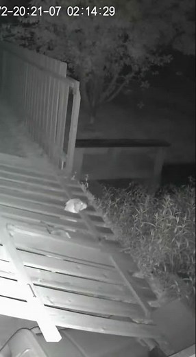 Cat Saves Dog from a Collapsing Fence