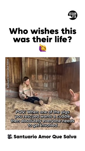 Did you know pigs can form deep bonds with humans and absolutely adore affection? 🐷 A recent study found that pigs display social behaviors much like humans, including resolving conflicts and showing empathy. 🤗 If only every pig could experience this kind of love and care… 🥺 Credit: santuarioamorquesalva (IG) #pig #piglet #cutepigs #animallover #animals | Vegan FTA