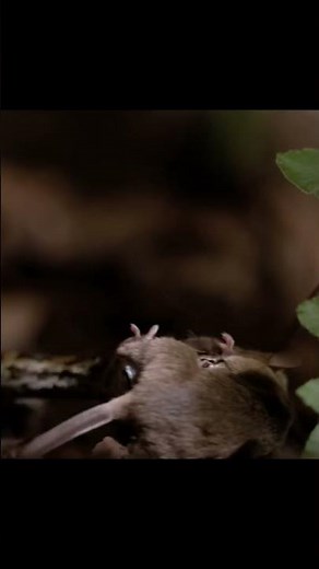 A young python learns to catch prey!