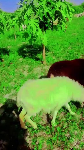Adorable Goats Grazing in a Sunny Green Field