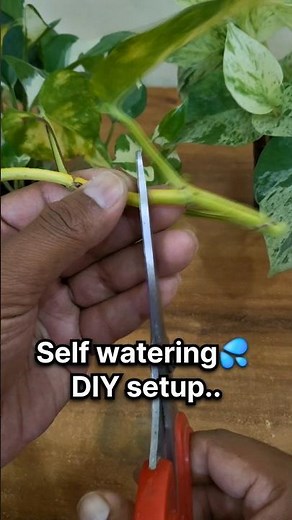 DIY Self Watering Pot for Money Plant 🌱💧