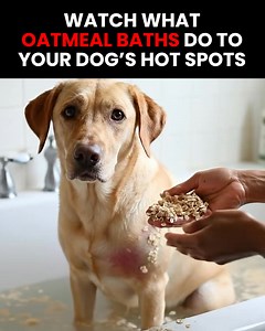 13 reactions | Is your dog constantly scratching?  Most dog owners don't know this, but constant scratching can often be a sign of allergies, derma dysfunction, and sometimes even more serious health problems  Thankfully, this new spray solves all that!  Simply apply this to their skin to promote a healthy coat, reduce allergies, and get rid of pesky skin issues  | Pup Labs | Facebook