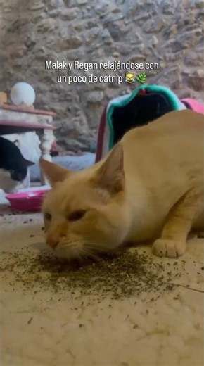 At home, we also have our own little "wellness treatments"... 😹🌿