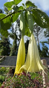The Incredibly Beautiful and Extremely Toxic Brugmansia! | Texas Garden Guy