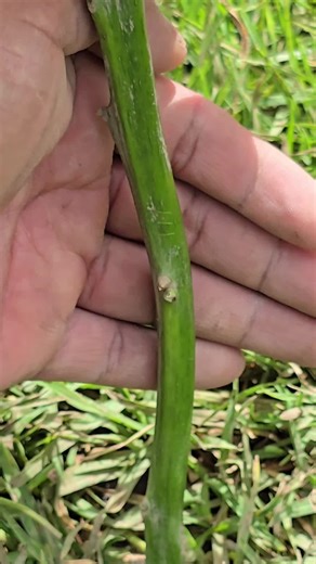 Step-by-Step Guide to Grafting Avocado Plants