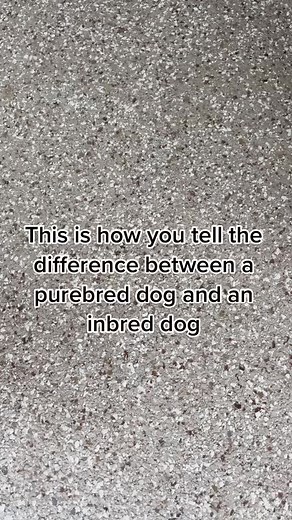 We love this Informational sound by @lifewithkleekai #fyp #standardpoodle #poodlesoftiktok #dogsoftiktok #dogvideos