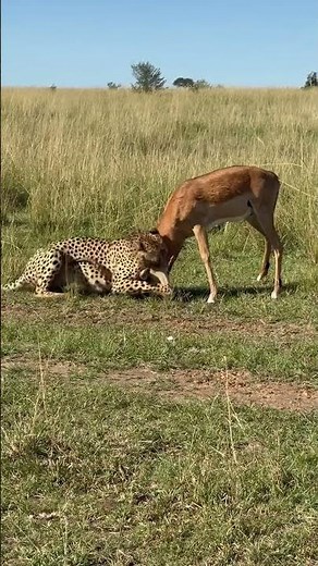 Young cheetah successfully hunting down a big male impala