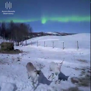 Reindeer feeding under the aurora during full moon and -20 celsius | Aurora Borealis Observatory