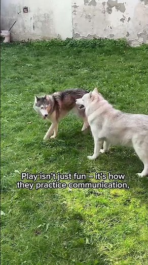 Why Dogs Keep Playing with Each Other 🐾 Fun Facts About Playful Pups