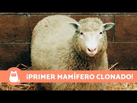 The TRUE STORY of the SHEEP that was CLONED 🐑🧪 (Dolly)