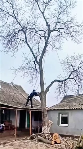 A Day of Felling Giant Dead Trees #satisfying #tree#oddlysatisfying #giant #usa🇺🇸