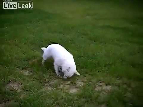 Dog gets sprayed by skunk