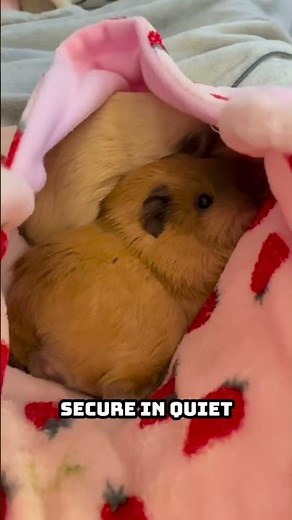 How to Be a Good Parent for Your Guinea Pig | 3 Essential Care Tips