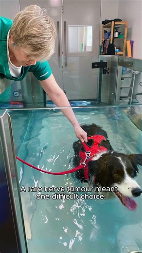 Meet Casper, a remarkable 7-year-old Border Collie whose journey is nothing short of inspiring.