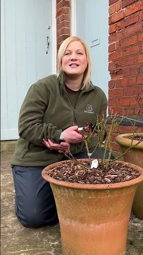 Pruning roses with new growth by David Austin Roses