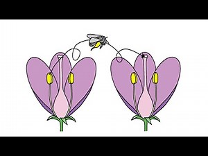 Watch how to sign 'pollinate' in American Sign Language.