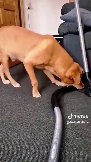 Hilarious Awkward Dog Moments Compilation