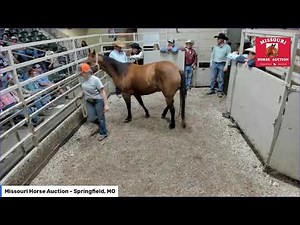 Missouri Horse Auction Springfield, MO