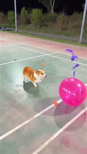 Beautiful pumping balloon puppy dog #funny #crushingtime #pets #puppydog ￼