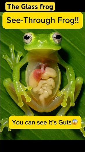 Meet the Glass frog