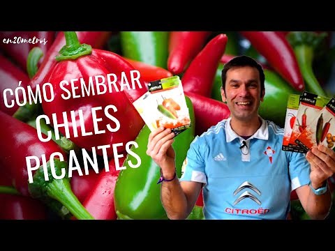 Cómo SEMBRAR PIMIENTOS - Cultivar CHILES PICANTES - EP 01 || en20metros