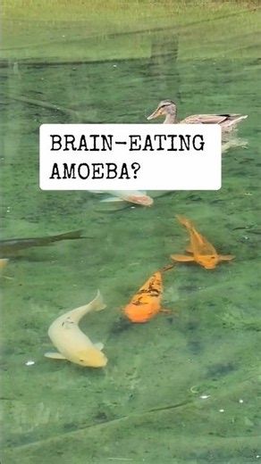 The Brain-Eating Amoeba 😱