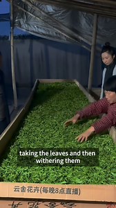 771K views · 14K reactions | 6 teas. 1 plant. The secret is processing #tea #teatime #TeaLovers #teatastingexperience #teatips #teaculture #teashorts #drinktea #chinesetea #teaguide #chinesetea #gongfucha #gongfutea #whitetea #tealeaves | Jesse’s Teahouse | Facebook