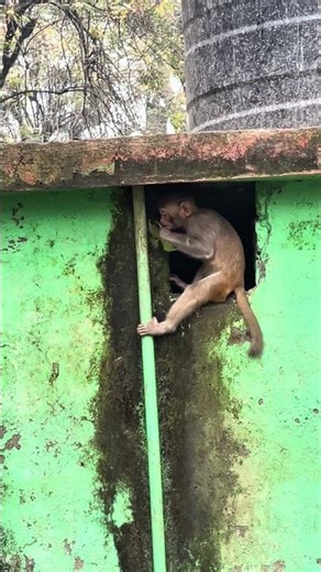 Monkey Slips While Climbing Down – Unexpected Funny Moment