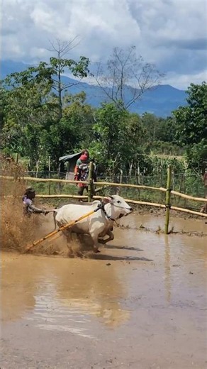 Pacu Jawi Story‼️ The Wild Bull Race from West Sumatra, Indonesia 🇮🇩 | Traditional Mud Sport #shorts