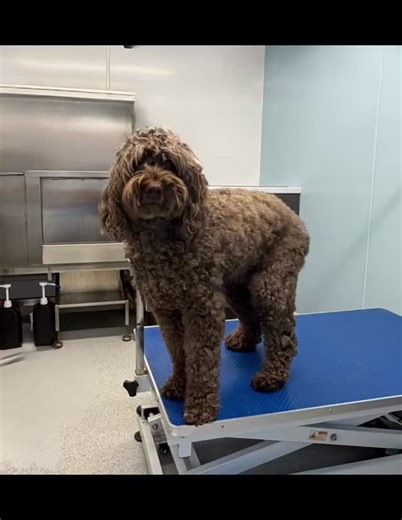Australian Labradoodle. Gorgeous boy and 12 years old in January. A difficult groom as they are supposed to look scruffy 🤣 #labradoodle #lovedogs #itsadogslife #lovedogs #malvern #doggroomers # | Paws 4 Thought - Malvern