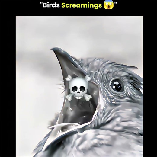 Hecker Level Bird's 🐦‍⬛