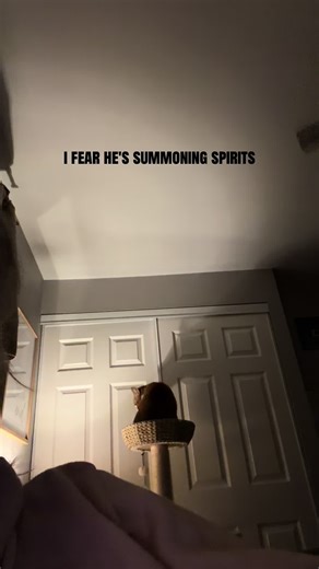 Walter's Nightly Ritual: A Cat's Mysterious Behavior
