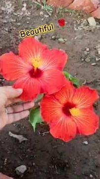 Beautiful 🌹#tranding#viral#2026#flowers