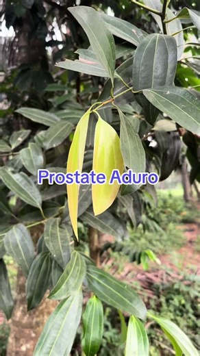 Prostate Aduro Kese #pentecostal #methodistchurch #presbyterian #charismatic #foryourpage