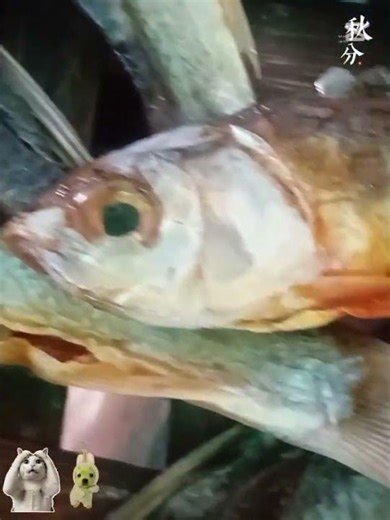 !!!...CAMBODIAN MUSIC...!!! FISH FISH...🤣🤣🤣