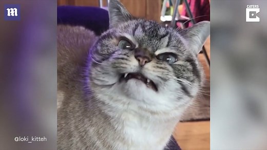 This is Loki, the adorable cat with huge vampire-like teeth