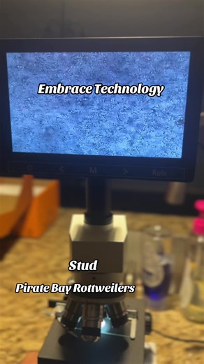 #rottweiler #puppy #dogs #florida #2026 @rosi_Pirate Bay Rottweilers | Rottweiler