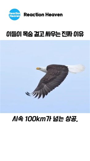 이들이 목숨 걸고 싸우는 진짜 이유 #독수리