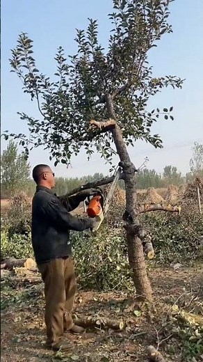 Tree Cutting Process - Goodtools and machinery make work easy