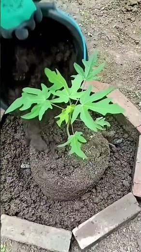 How to Transplant Papaya WITHOUT Root Shock! 🥭🌱 #Shorts