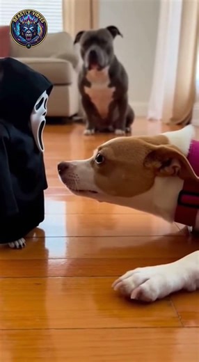 Big dog scared by small dog in Ghostface costume