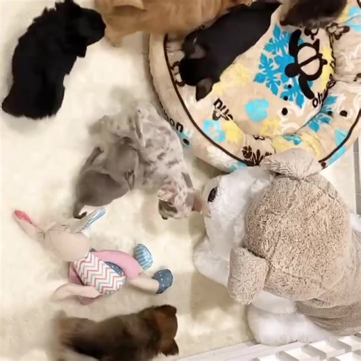 🐶 URGENT ADOPTION ALERT! 🐶 We have adorable 3-month-old Chihuahua puppies looking for their forever homes! These sweet puppies are playful, affectionate, and full of charm, making them the perfect companions for families or individuals. With their curious nature and wagging tails, they’ll thrive in a loving home that can provide playtime, cuddles, and gentle training. Our chihuahua puppies are starting to learn basic obedience and are eager to grow with their new families. They need patient, l