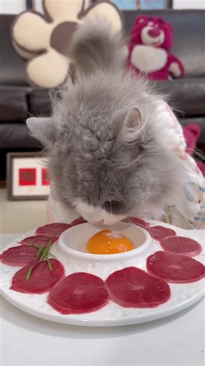 Enjoying Cat Mukbang: ASMR Eating Sounds with Cats